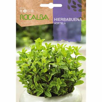 HIERBABUENA (Mentha spicata)